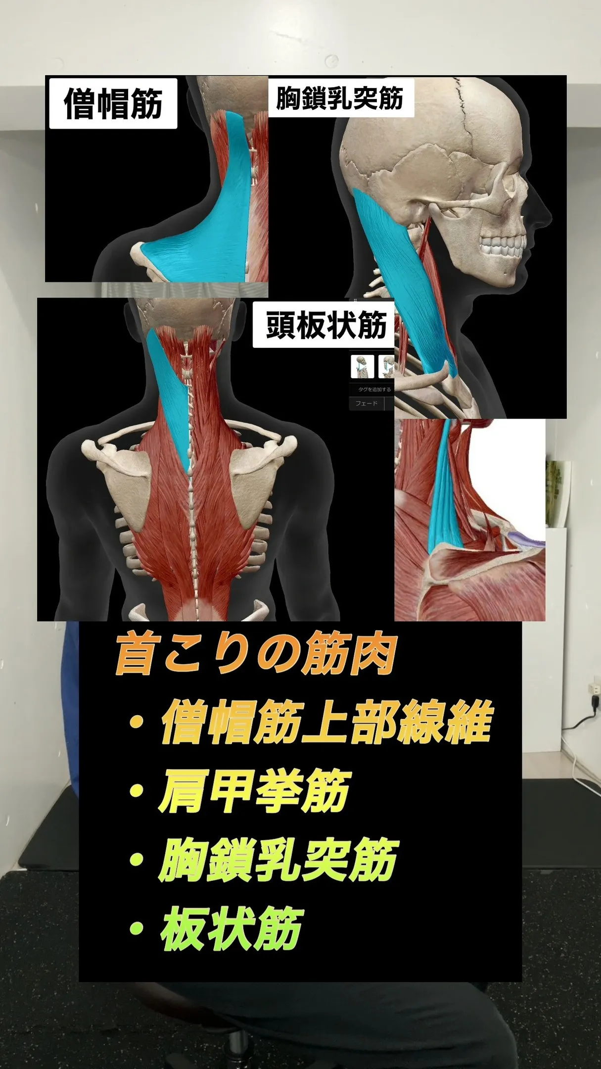 首こりの真犯人は“胸郭の落ち”｜座って整える腹筋2種